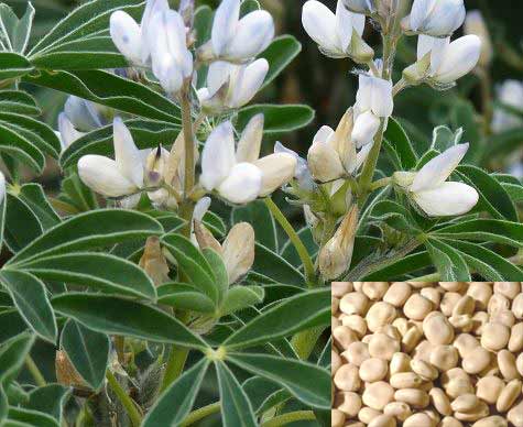 Lupin blanc (500g)